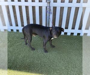 Mutt Dogs for adoption in Modesto, CA, USA