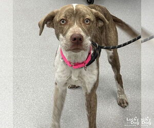 Labrador Retriever-Unknown Mix Dogs for adoption in Washington, DC, USA
