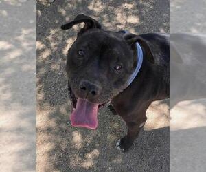 American Pit Bull Terrier-Labrador Retriever Mix Dogs for adoption in Lancaster, CA, USA