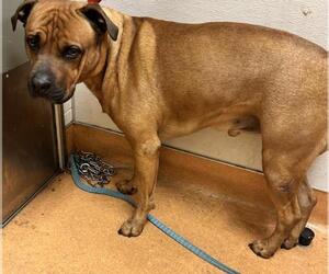 Rottweiler-American Pit Bull Terrier Dogs for adoption in Martinez, CA, USA