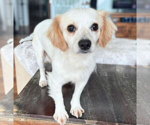 Chihuahua-Unknown Mix Dogs for adoption in Holly Springs, NC, USA