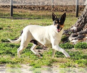 English Foxhound-Toy Fox Terrier Mix Dogs for adoption in Coppell, TX, USA