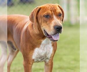 Redbone Coonhound Dogs for adoption in Camarillo, CA, USA