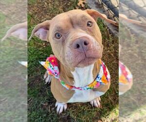 Mutt Dogs for adoption in Tulsa, OK, USA