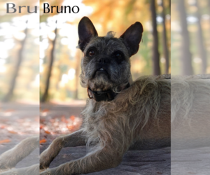 French Bulldog-Unknown Mix Dogs for adoption in Phelan, CA, USA