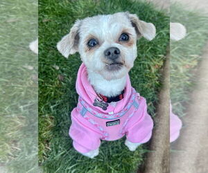 Border Terrier-Shih Tzu Mix Dogs for adoption in Santa Clara, CA, USA