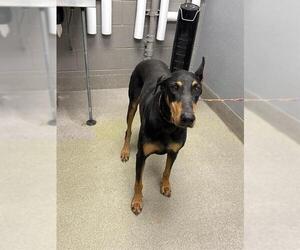 Doberman Pinscher-Unknown Mix Dogs for adoption in Las Vegas, NV, USA
