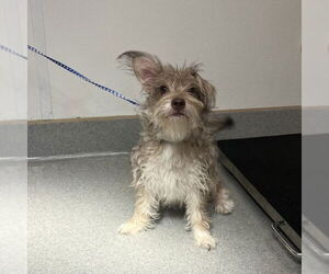Chihuahua-Unknown Mix Dogs for adoption in Rancho Cucamonga, CA, USA