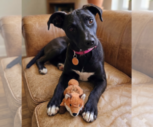 Labrador Retriever-Unknown Mix Dogs for adoption in Grovertown, IN, USA
