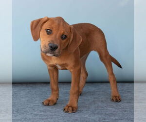 Labrador Retriever Dogs for adoption in Pasadena, CA, USA