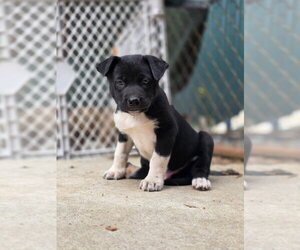 Siberian Husky-Unknown Mix Dogs for adoption in Bellingham, WA, USA