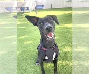 Labrador Retriever-Unknown Mix Dogs for adoption in Naples, FL, USA