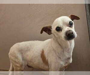 Mutt Dogs for adoption in Martinez, CA, USA