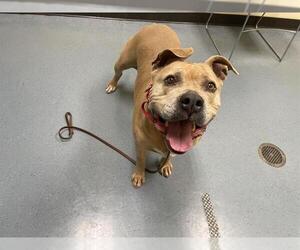 American Bulldog-Unknown Mix Dogs for adoption in Denver, CO, USA