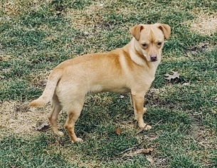 Chiweenie Dogs for adoption in Indianapolis, IN, USA