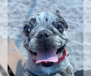 French Bulldog Dogs for adoption in Fort Lauderdale, FL, USA
