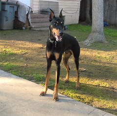 Doberman Pinscher Dogs for adoption in Los Banos, CA, USA