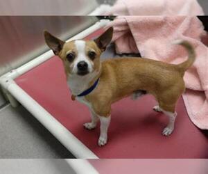 Chihuahua Dogs for adoption in Denver, CO, USA