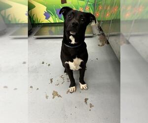 American Staffordshire Terrier-Labrador Retriever Mix Dogs for adoption in Waco, TX, USA