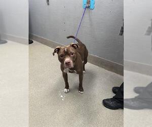 American Pit Bull Terrier-Unknown Mix Dogs for adoption in Las Vegas, NV, USA