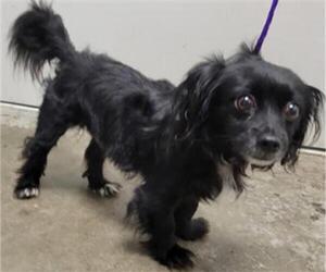 Chiweenie Dogs for adoption in Rosenberg, TX, USA