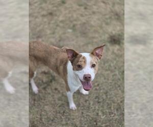 Australian Shepherd-Unknown Mix Dogs for adoption in Temple, TX, USA