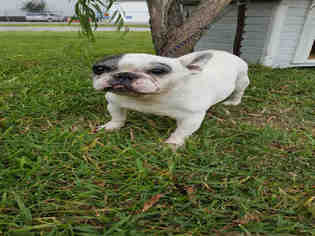 Medium Photo #1 French Bulldog Puppy For Sale in Rosenberg, TX, USA