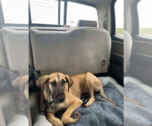 Great Dane-Unknown Mix Dogs for adoption in Bullard, TX, USA