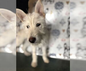 Huskies -Unknown Mix Dogs for adoption in Chico, CA, USA