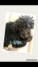 Poodle (Toy) Dogs for adoption in Anchorage, AK, USA