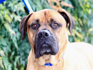 Mastiff-Unknown Mix Dogs for adoption in Grass Valley, CA, USA