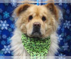 Chow Chow Dogs for adoption in Fairbanks, AK, USA