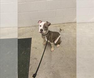 American Pit Bull Terrier Dogs for adoption in Derwood, MD, USA