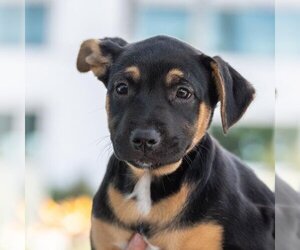 Medium Photo #15 American Pit Bull Terrier-Unknown Mix Puppy For Sale in San Diego, CA, USA