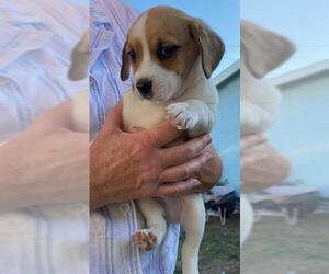 Mutt Dogs for adoption in Chula Vista, CA, USA