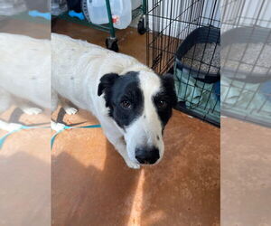 Border Collie-Unknown Mix Dogs for adoption in Bolivar, MO, USA