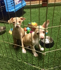 Chihuahua-Unknown Mix Dogs for adoption in Sun Valley, CA, USA