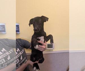 Labrador Retriever-Unknown Mix Dogs for adoption in Rockwall, TX, USA