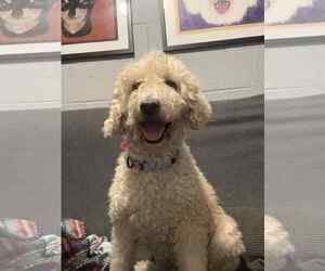 Poodle (Miniature) Dogs for adoption in Mukwonago, WI, USA