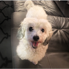 Poodle (Miniature)-Unknown Mix Dogs for adoption in Kent, OH, USA