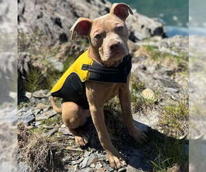 American Pit Bull Terrier-Unknown Mix Dogs for adoption in Anchorage, AK, USA