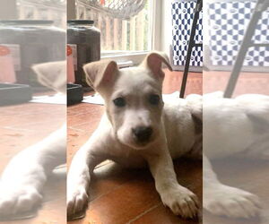 Mutt Dogs for adoption in Wheaton, IL, USA