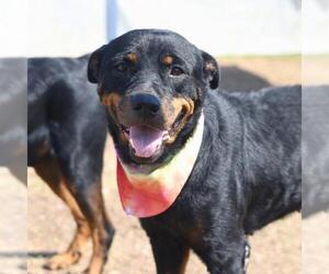 Rottweiler-Unknown Mix Dogs for adoption in San Antonio, TX, USA