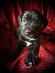 Bulloxer Dogs for adoption in Greensboro, GA, USA