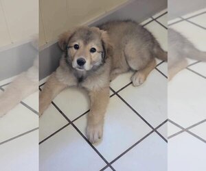 Great Pyrenees Dogs for adoption in Poplar Bluff, MO, USA