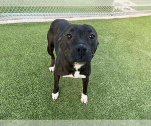 American Staffordshire Terrier-Unknown Mix Dogs for adoption in Grand Prairie, TX, USA