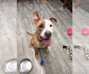 Bulloxer Dogs for adoption in Ellijay, GA, USA