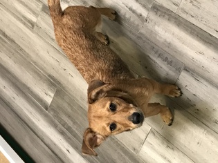 Medium Photo #1 Dachshund-Unknown Mix Puppy For Sale in Cincinnati, OH, USA