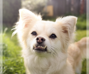 Unknown-pomeranian spitz Mix Dogs for adoption in San Ramon, CA, USA