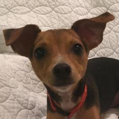 American Rat Pinscher Dogs for adoption in Tomball, TX, USA
